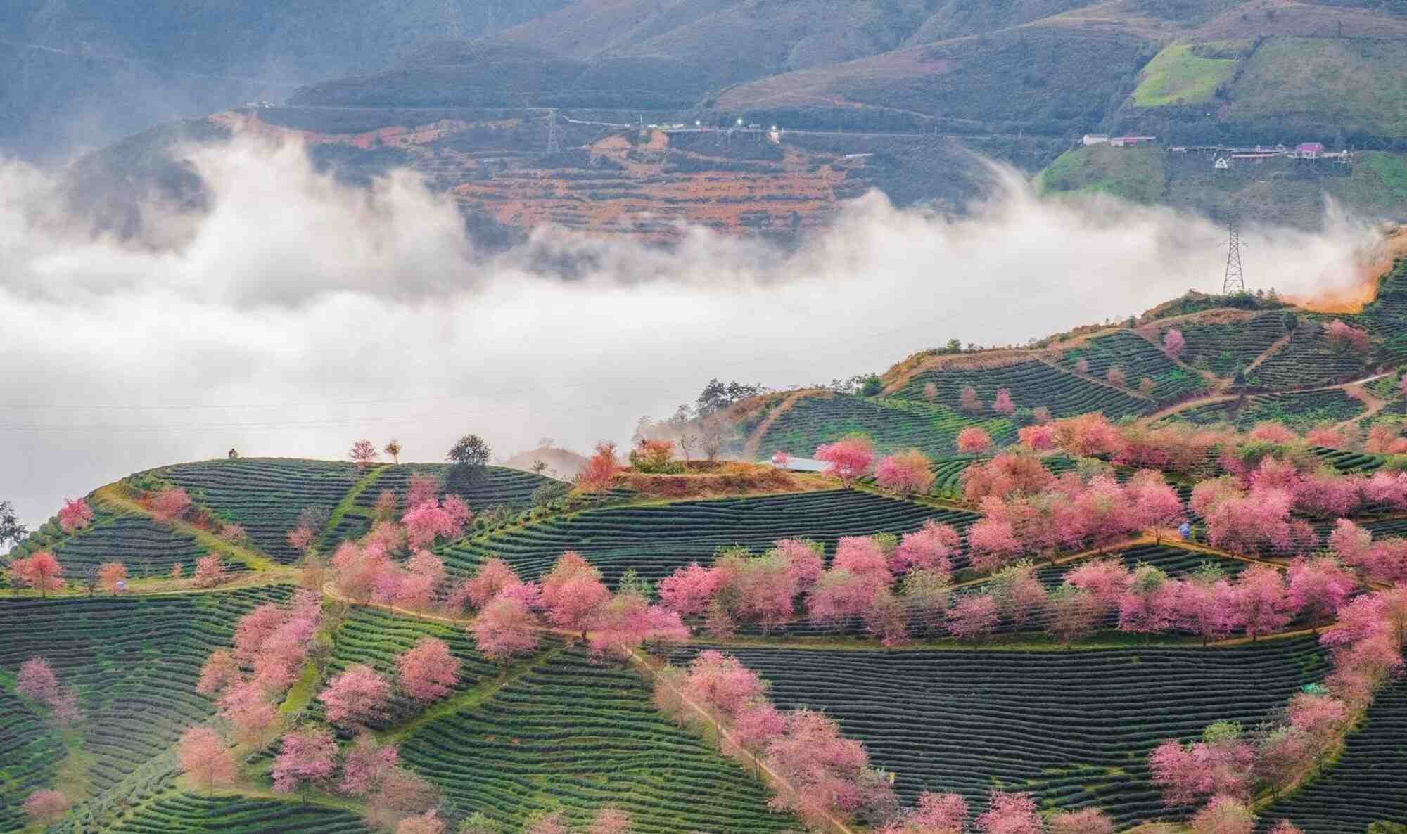 SaPa in January