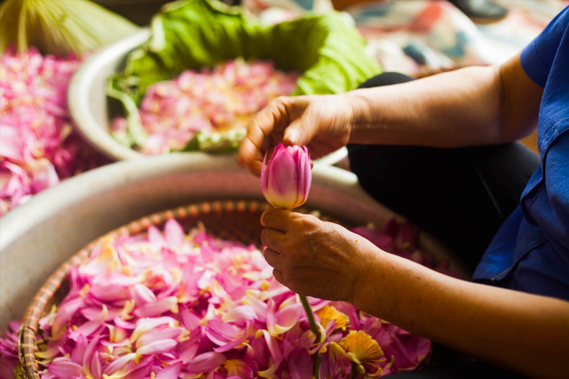The Labor-Intensive Scenting Process The Art of Drinking Lotus Tea