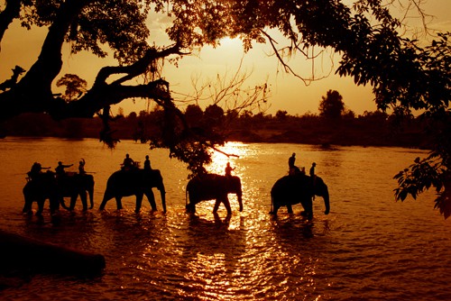 Experience Ethical Elephant Encounters