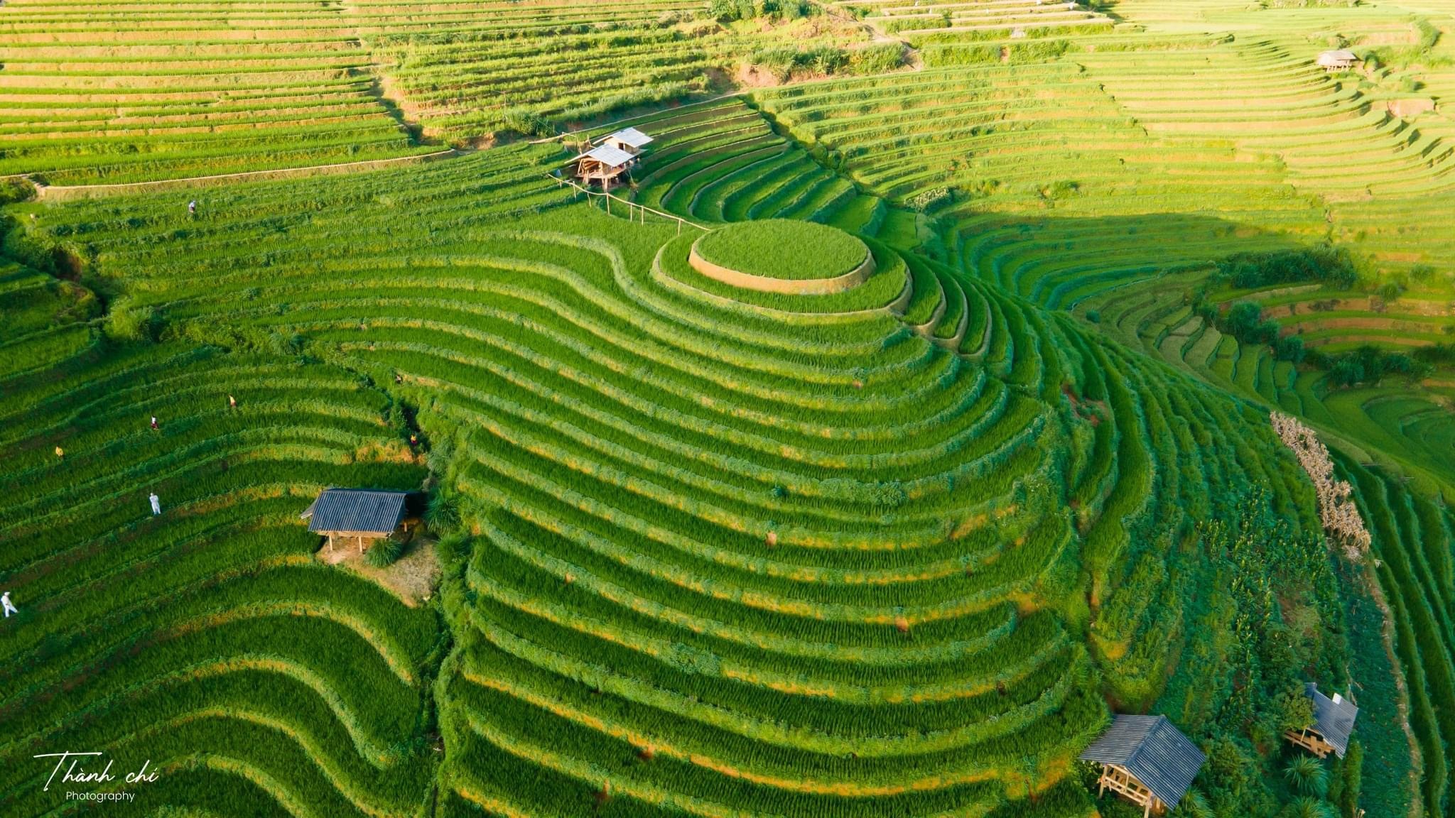 Mam Xoi Hill: Mu Cang Chai’s Iconic Rice Terrace View