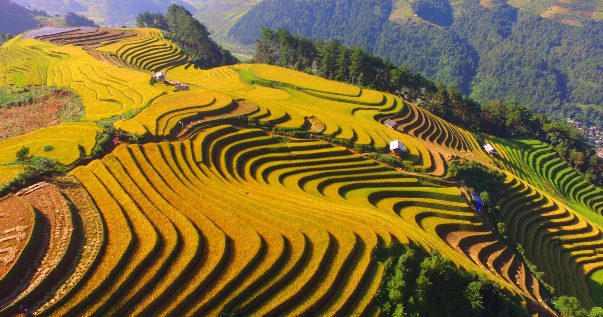 When Is the Mu Cang Chai Rice Harvest Season?