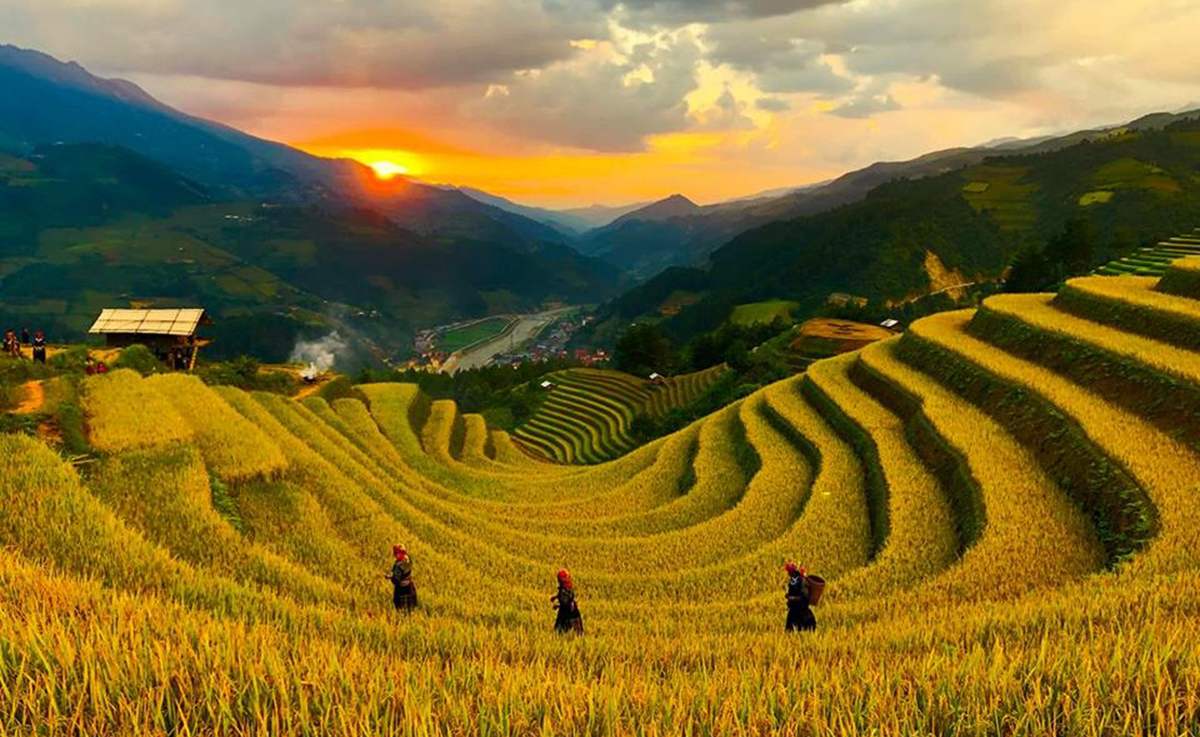 Mong Ngua Hill: A Golden Panorama of Terraced Rice Fields